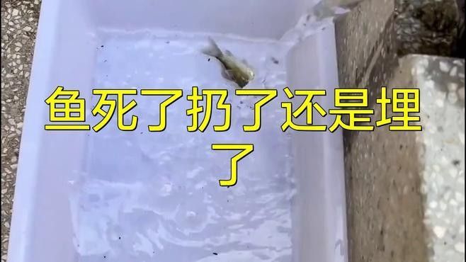 龍魚死亡后如何科學處理尸體？