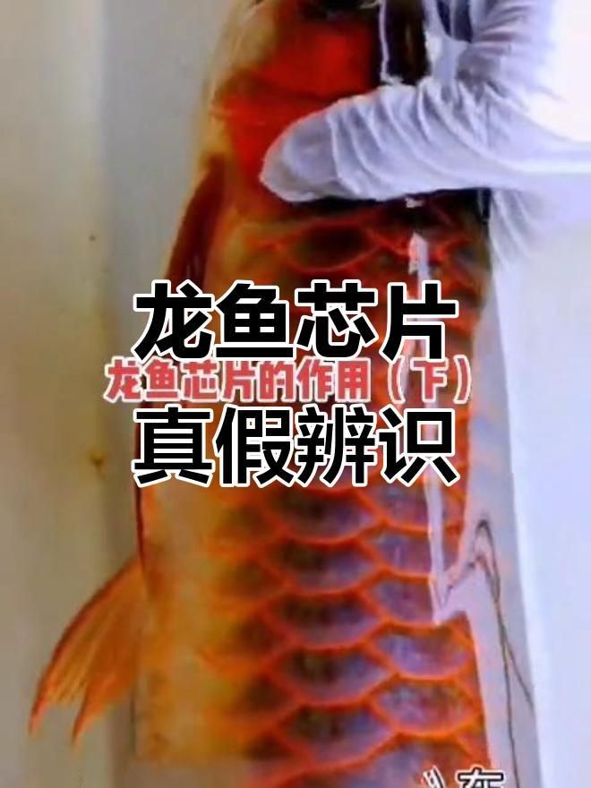 龍魚證書怎么查詢真假