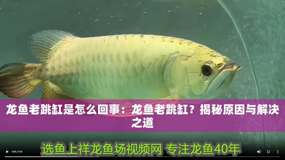 什么龍魚長不大或長的慢：有沒有長不大的龍魚品種魚？