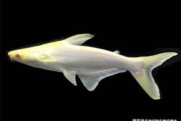 什么龍魚長不大或長的慢：有沒有長不大的龍魚品種魚？