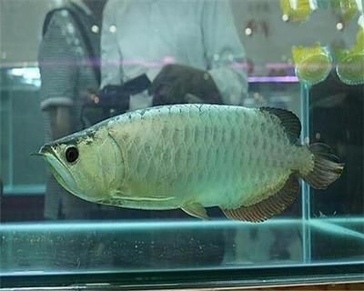 銀龍魚撞掉鱗多久可以復原