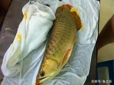 龍魚蹦出來會不會內(nèi)傷【龍魚跳缸會導(dǎo)致內(nèi)傷嗎】