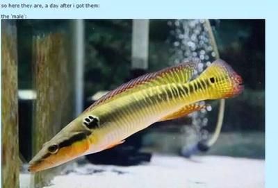 龍魚蹦出來會不會內(nèi)傷【龍魚跳缸會導(dǎo)致內(nèi)傷嗎】