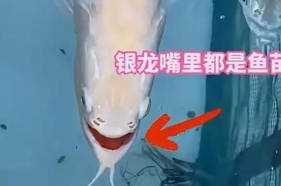 龍魚蹦出來會不會內(nèi)傷【龍魚跳缸會導(dǎo)致內(nèi)傷嗎】