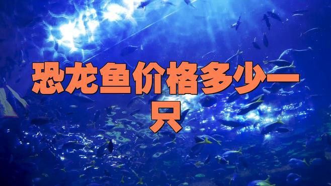恐龍魚多少錢