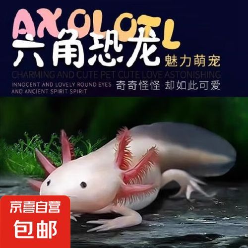 恐龍魚多少錢
