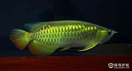 龍魚價(jià)格多少錢一條