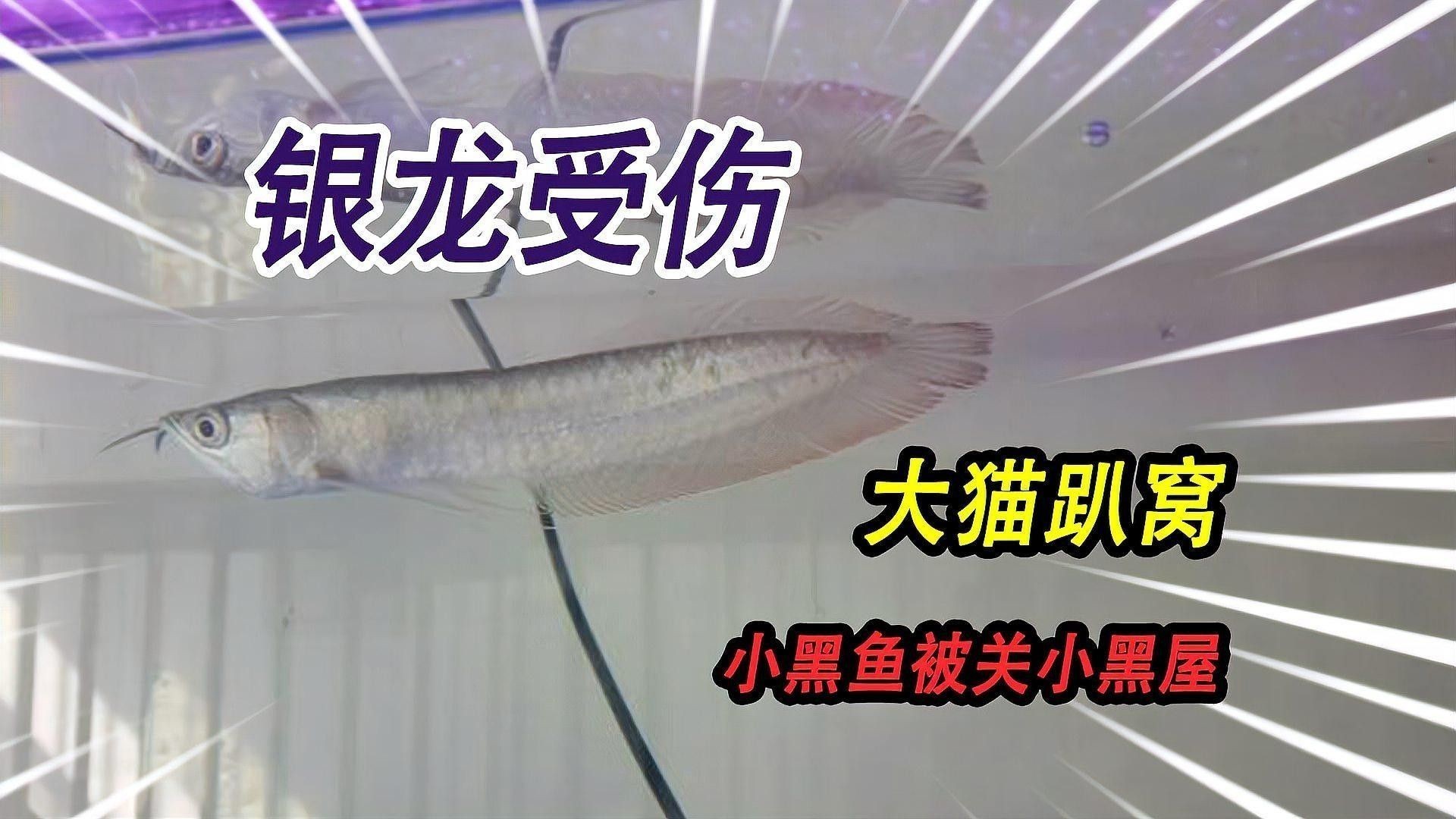 銀龍魚怎么養吃什么