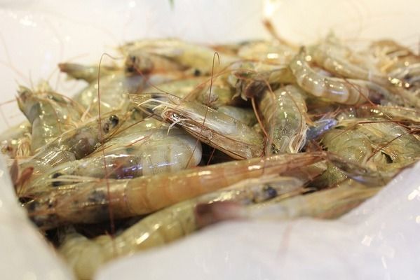 龍魚怎么上色快一點呢（專用飼料,維持良好的水質指標,） 龍魚怎么上色快一點呢（專用飼料,維持良好的水質指標,） 龍魚百科 第1張