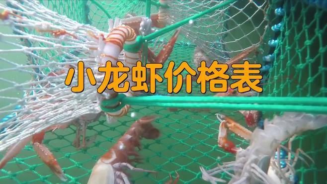 龍蝦批發5元一斤