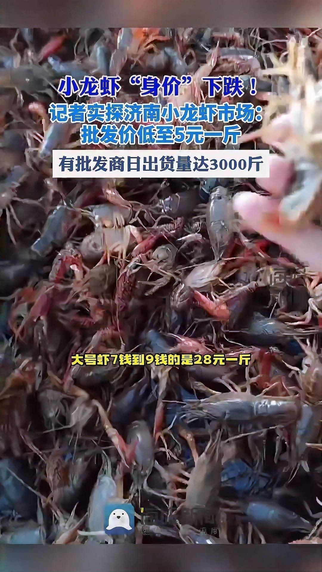 龍蝦批發5元一斤