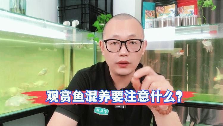 混養時需要注意哪些事項？