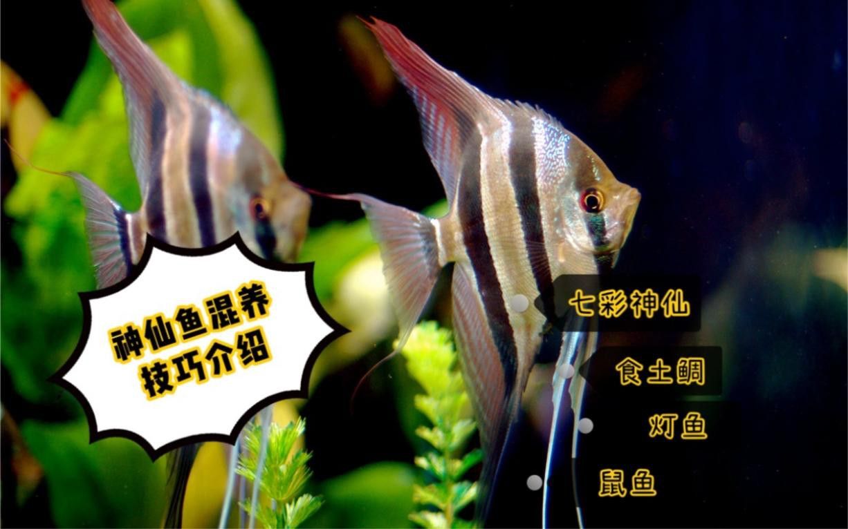 混養時需要注意哪些事項？