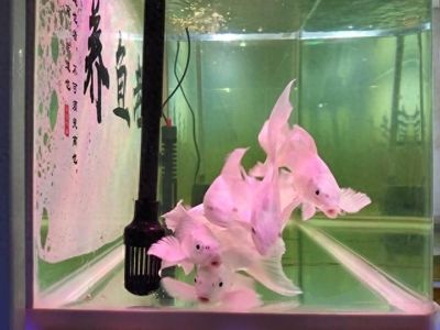 龍魚會把魚缸撞碎嗎：關于龍魚撞缸的一些詳細信息