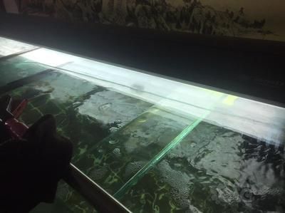 龍魚會把魚缸撞碎嗎：關于龍魚撞缸的一些詳細信息
