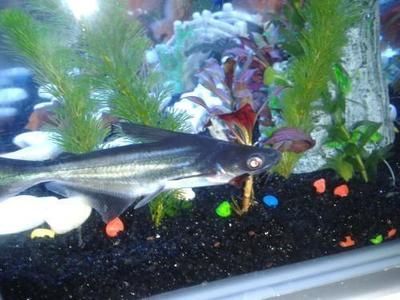 龍魚會把魚缸撞碎嗎：關于龍魚撞缸的一些詳細信息