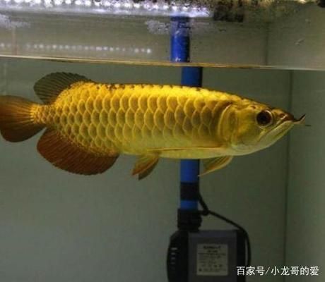 龍魚哪個品種：金龍魚品種之一：藍龍魚品種之一