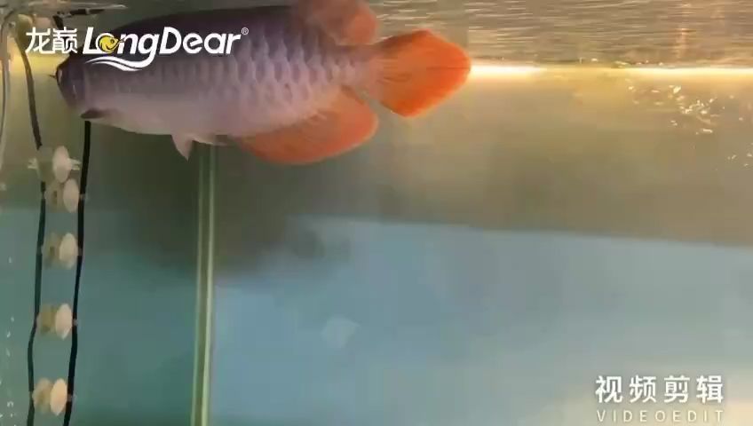 白龍是什么海魚