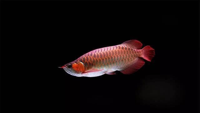 龍魚過缸怎樣處理魚食：龍魚過缸后的最佳喂食時間，龍魚過缸后水質管理技巧
