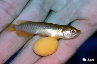 龍魚屎正常是什么樣的顏色：龍魚屎正常是什么顏色