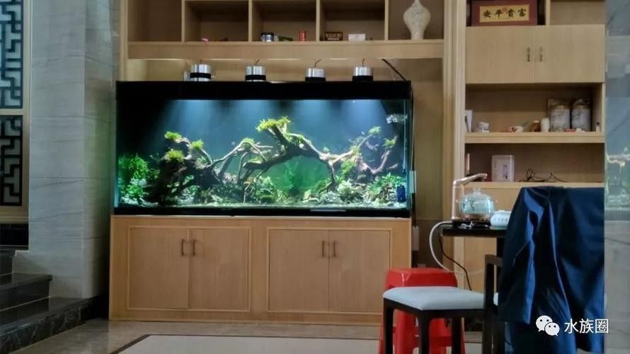 龍魚缸裝飾品有哪些推薦品牌？