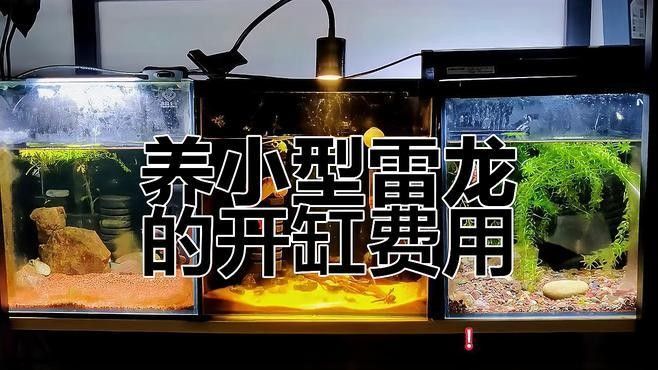 龍魚和錦鯉的飼養(yǎng)成本差異大嗎？