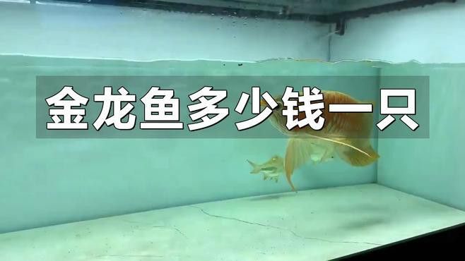 金龍魚的價格受哪些因素影響？ 金龍魚的價格受哪些因素影響？ 龍魚百科 第1張