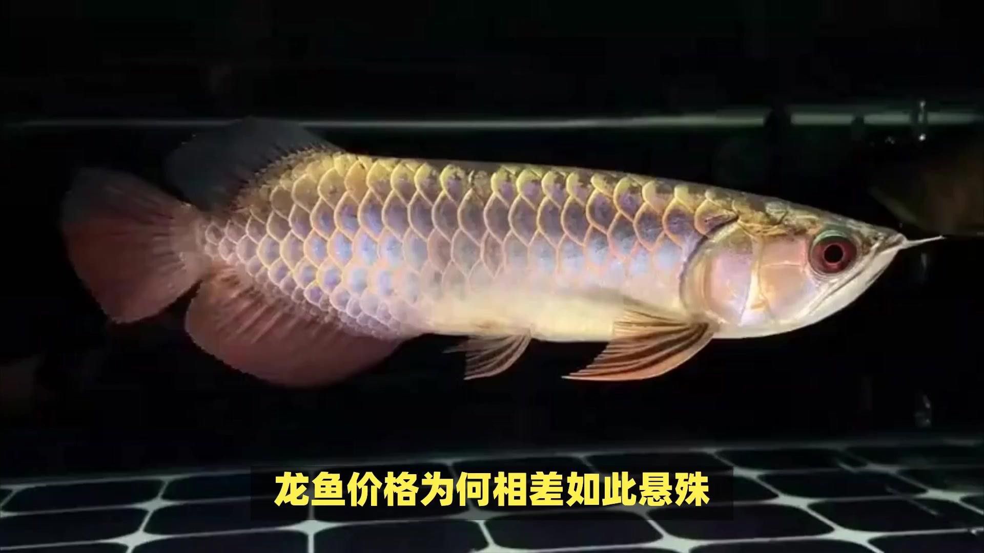 金龍魚的價格受哪些因素影響？ 金龍魚的價格受哪些因素影響？ 龍魚百科 第8張