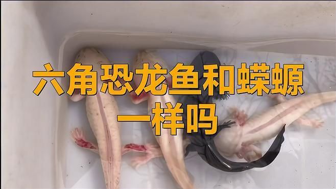 如何區(qū)分六角龍魚(yú)和蠑螈？