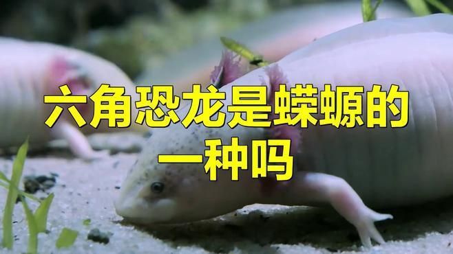 如何區(qū)分六角龍魚(yú)和蠑螈？
