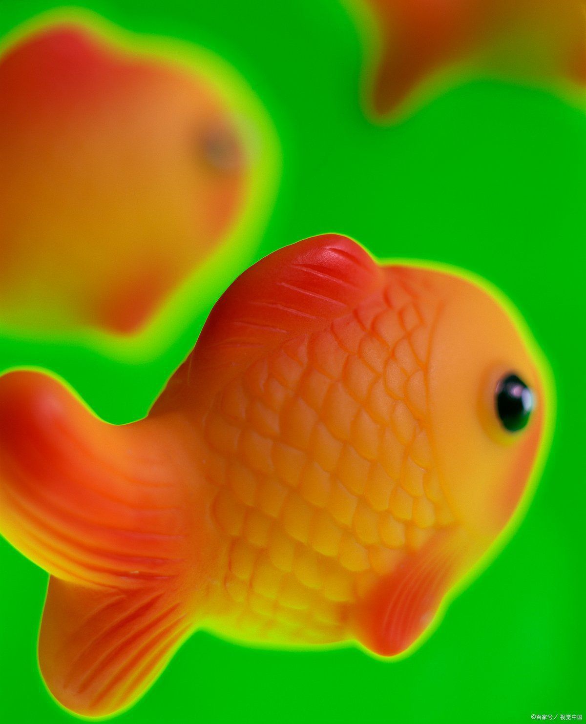 如何區(qū)分六角龍魚(yú)和蠑螈？