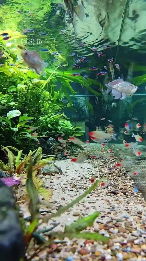 雷龍魚和什么魚混養好看一點