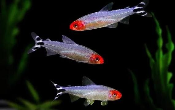 雷龍魚和什么魚混養好看一點