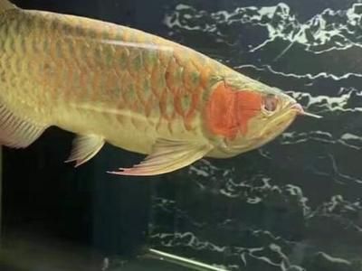 龍魚做掉眼手術注意什么問題：龍魚掉眼手術成功率是多少龍魚掉眼手術的成功率是多少