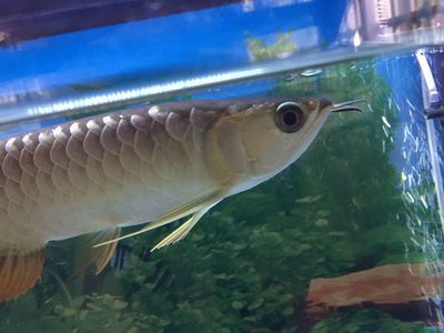 龍魚(yú)鼻子爛的原因有哪些：龍魚(yú)鼻子爛是什么原因引起的？
