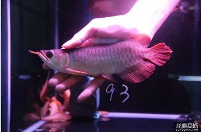 紅龍魚(yú)翹頭：紅龍魚(yú)的翹頭特性是一種受歡迎的變異特征
