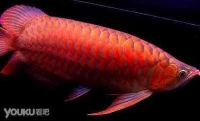紅龍魚(yú)翹頭：紅龍魚(yú)的翹頭特性是一種受歡迎的變異特征