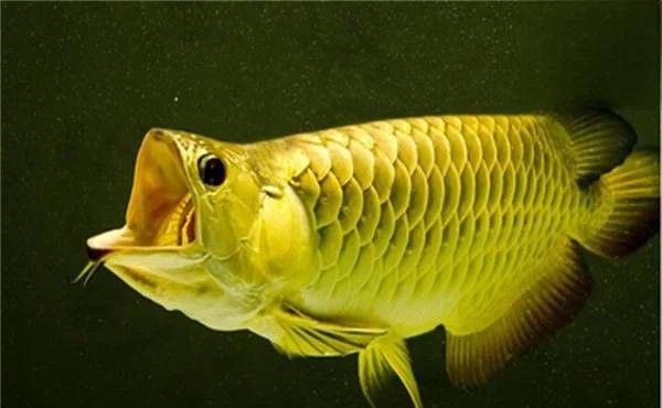 金龍魚跳缸后多久會死