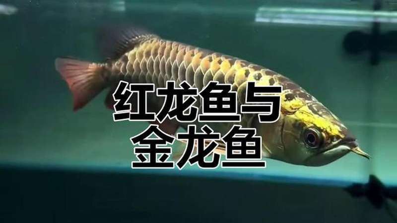 養紅龍魚視頻講座圖片