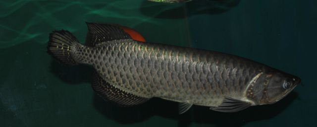 龍魚水溫32度可以嗎（龍魚可以在32度的水溫下生長嗎？）