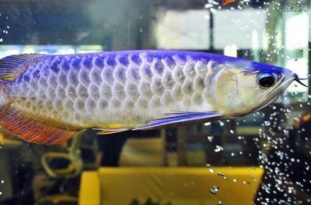 黃金恐龍魚價格多少一只（黃金恐龍魚價格查詢）