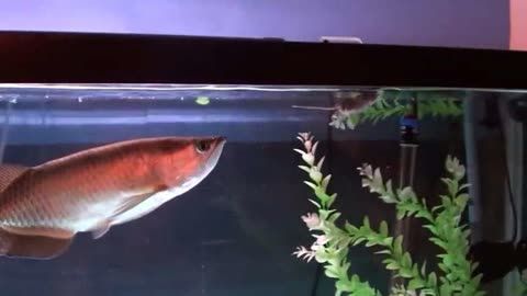 龍魚是否可以吃老鼠（龍魚可以吃老鼠嗎？）