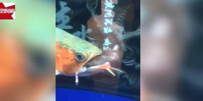 龍魚是否可以吃老鼠（龍魚可以吃老鼠嗎？）