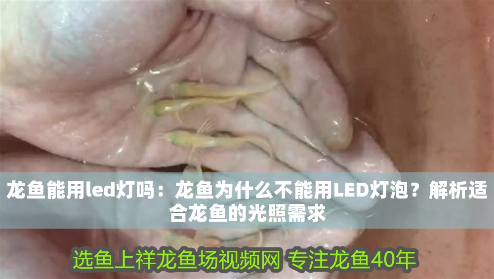 龍魚能用led燈嗎：龍魚為什么不能用LED燈泡？解析適合龍魚的光照需求