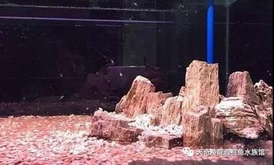 養龍魚是否使用造景是個人偏好和養殖技術的問題和建議：養龍魚是否使用造景