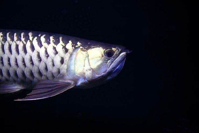 金龍魚繁殖時需要多大空間？