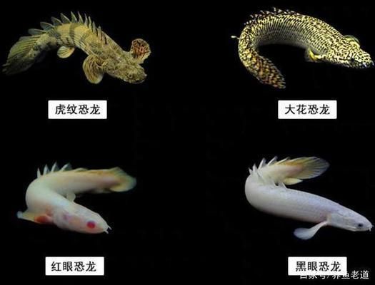 龍魚紀錄片：亞馬遜龍魚生態保護區，淡水魚類紀錄片推薦
