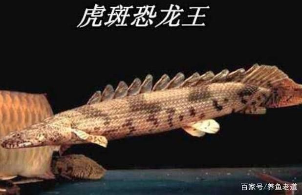 龍魚紀錄片：亞馬遜龍魚生態保護區，淡水魚類紀錄片推薦