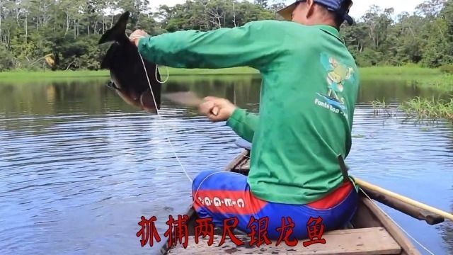 龍魚紀錄片：亞馬遜龍魚生態保護區，淡水魚類紀錄片推薦
