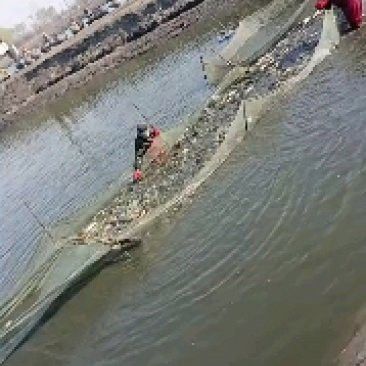 沈陽龍魚價格行情走勢分析